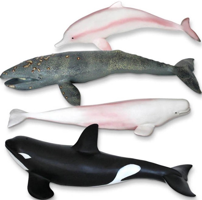 소프트 고래 4종세트