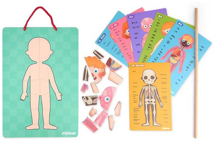 자석퍼즐로 알아가는 우리인체